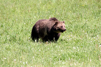 Grizzly