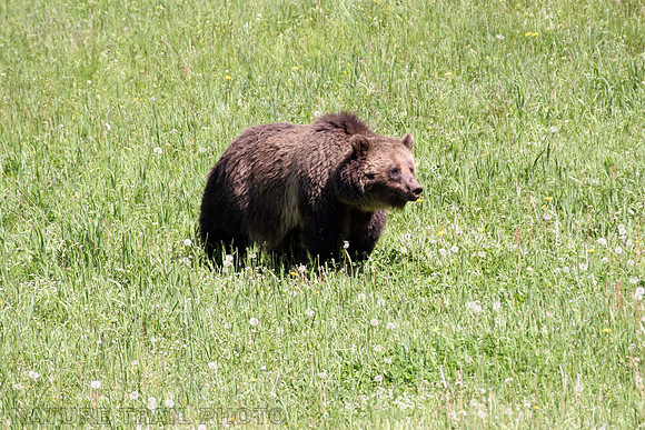 Grizzly