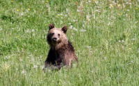 Grizzly Cub