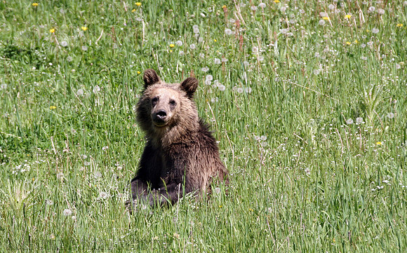 Grizzly Cub