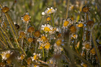 Wandering Daisy