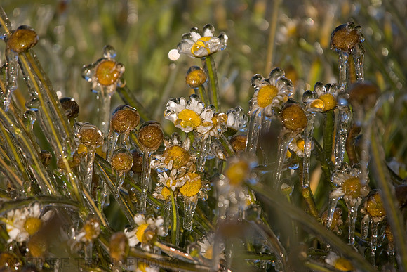 Wandering Daisy