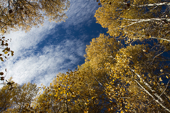 Aspen Sky