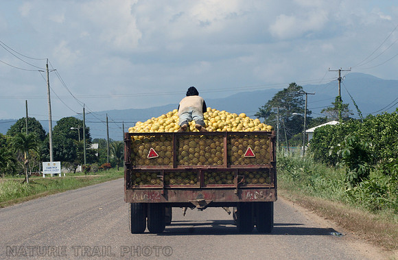 Belize Transportation Mode